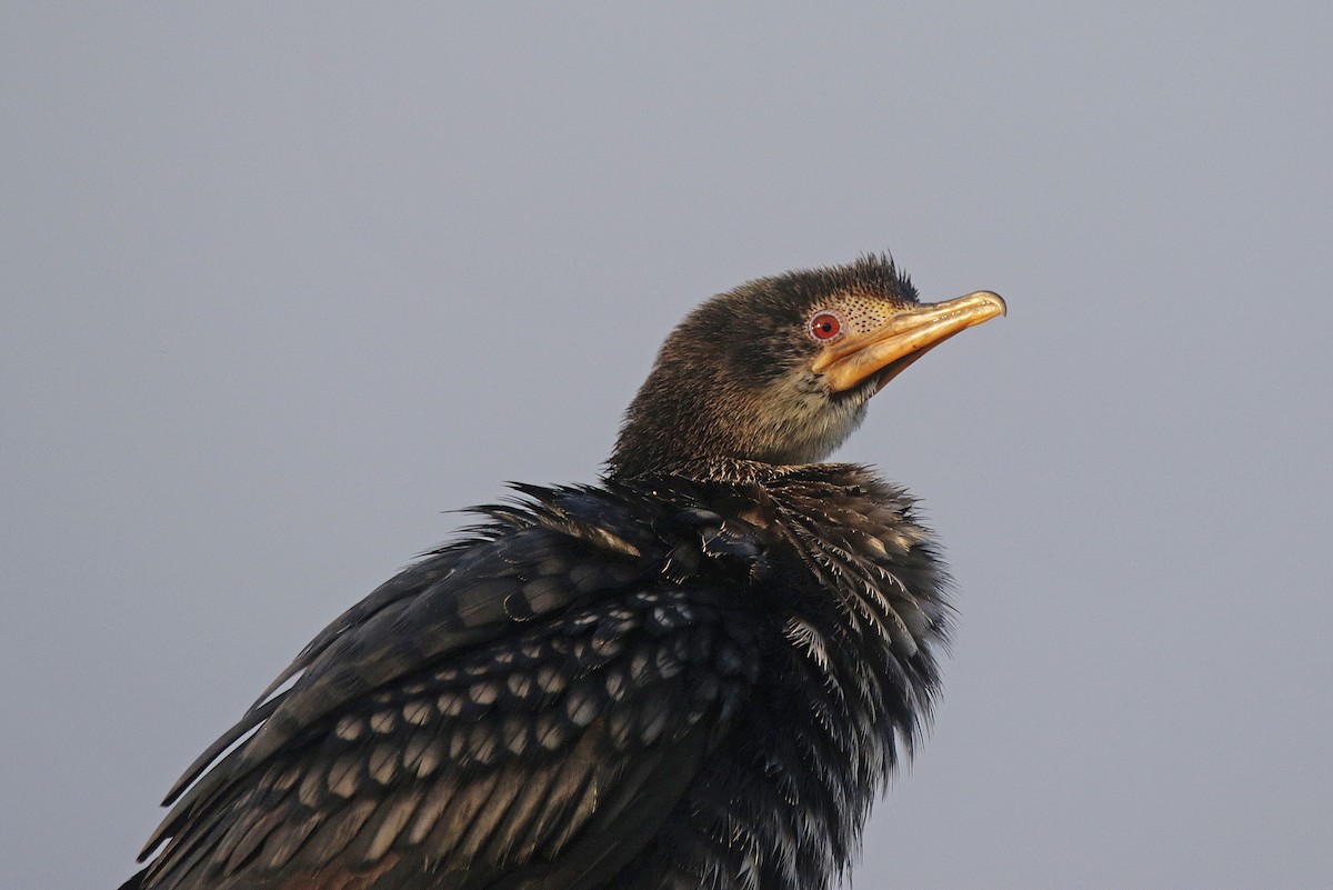 kormorán dlouhoocasý - ML645043624