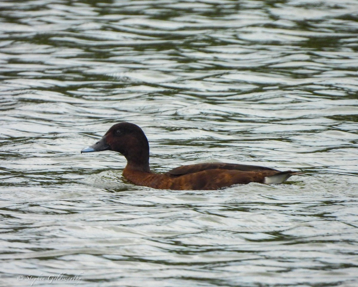 Hardhead - ML645043634