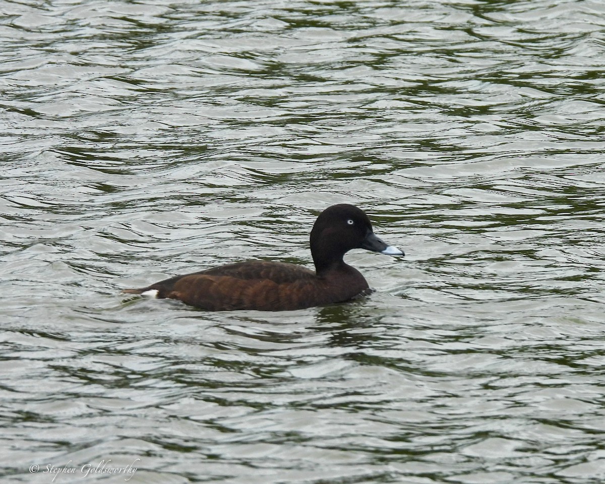 Hardhead - ML645043635