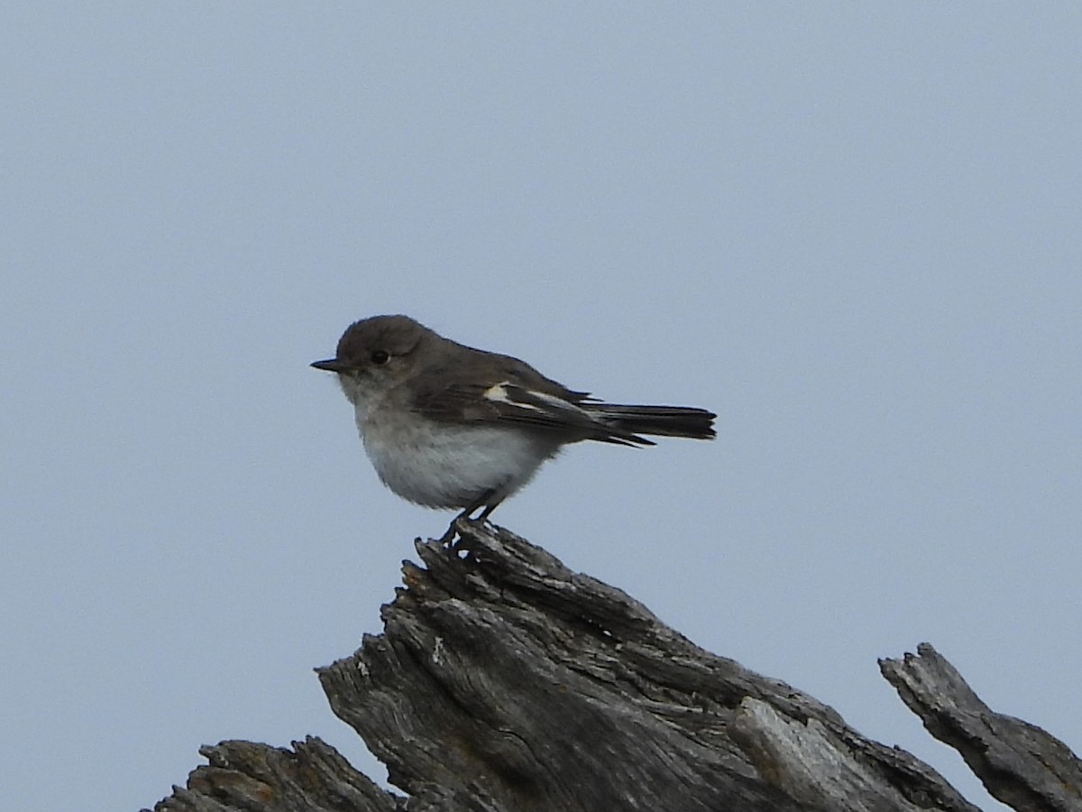 kutteflueskvett - ML645043659