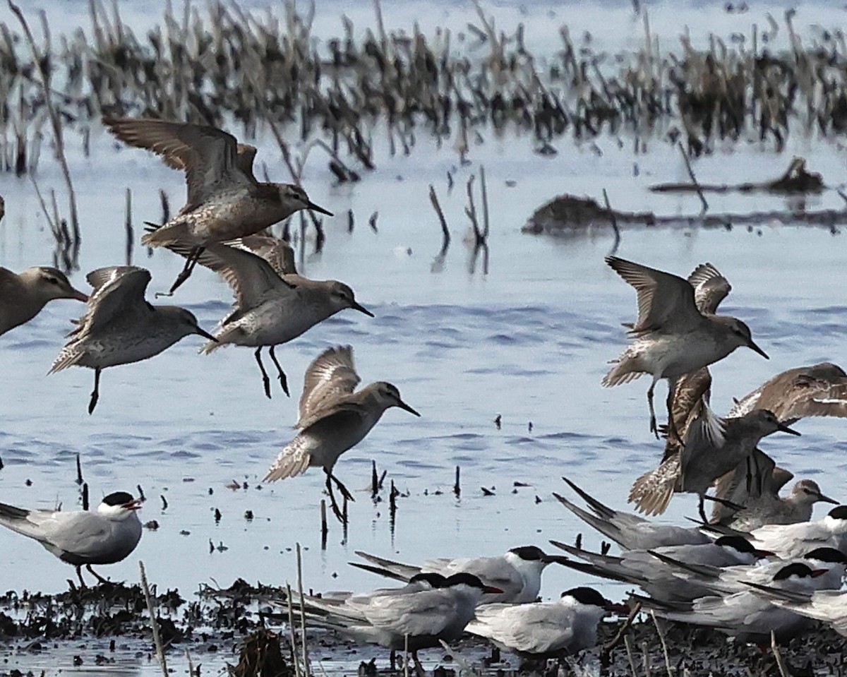 Red Knot - ML645043671