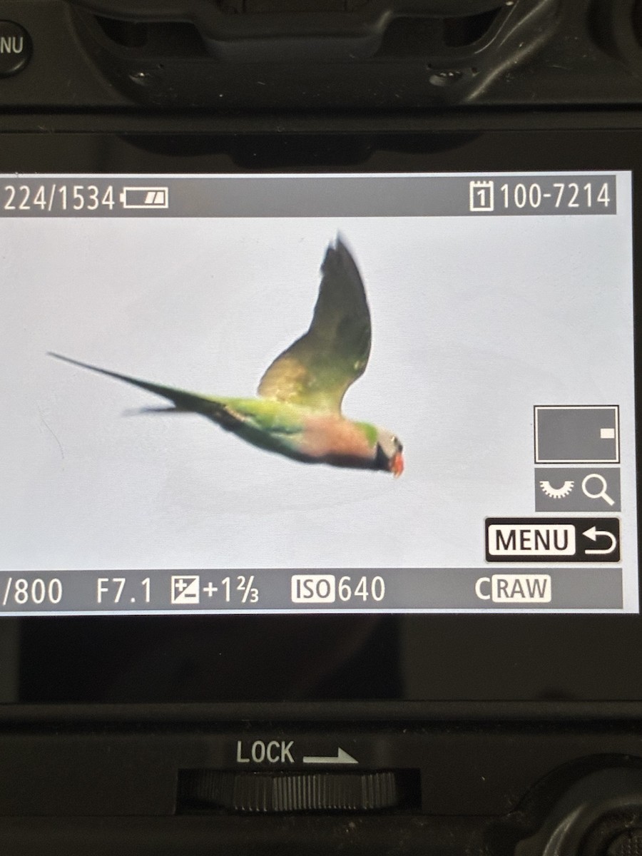 Red-breasted Parakeet - ML645043674