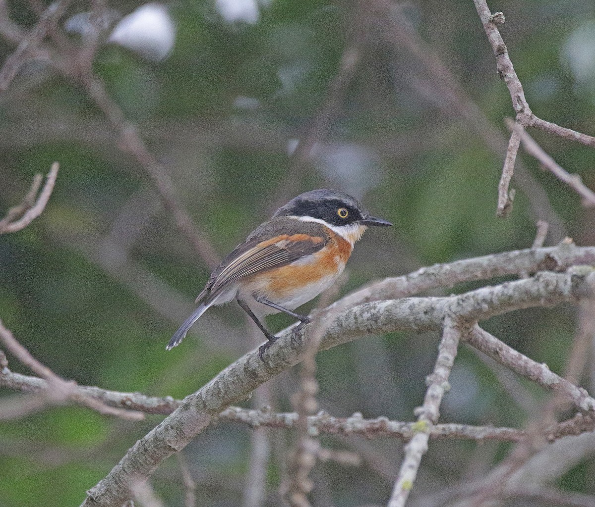 Cape Batis - ML645043704