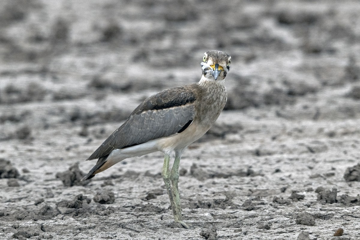 Great Thick-knee - ML645043711