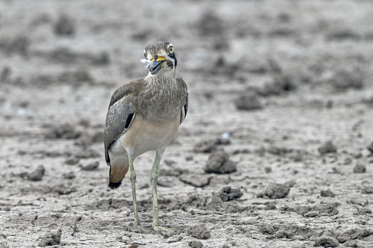 Great Thick-knee - ML645043714