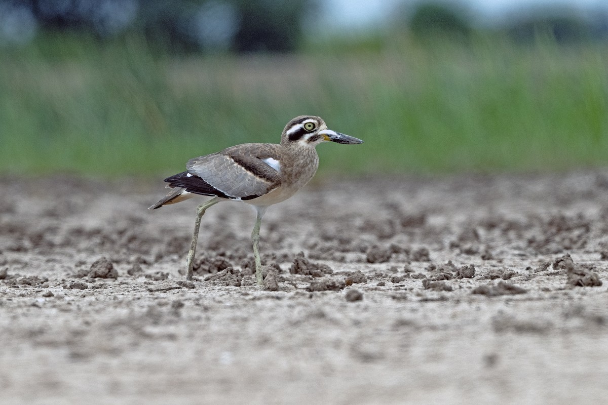 Great Thick-knee - ML645043719