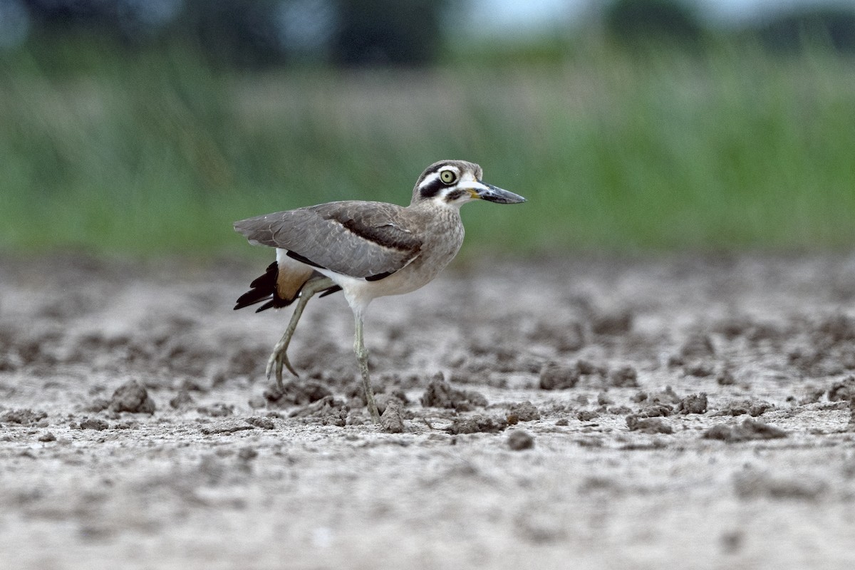 Great Thick-knee - ML645043723