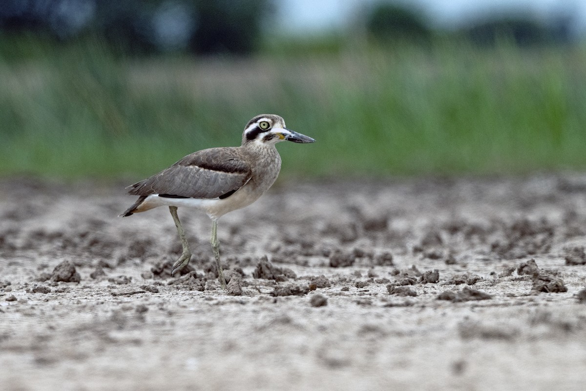 Great Thick-knee - ML645043726