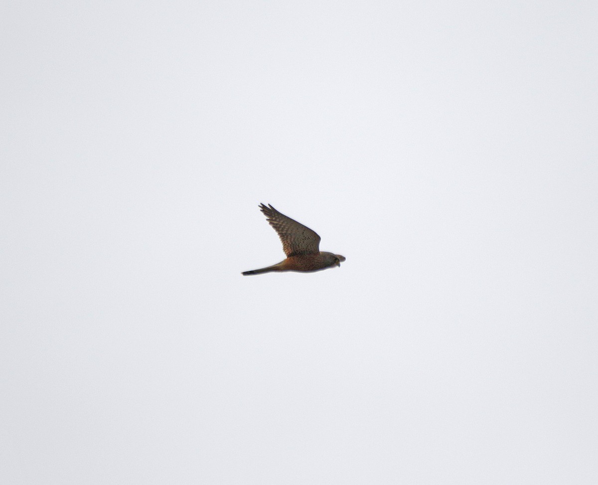 Скальная пустельга - ML645043733