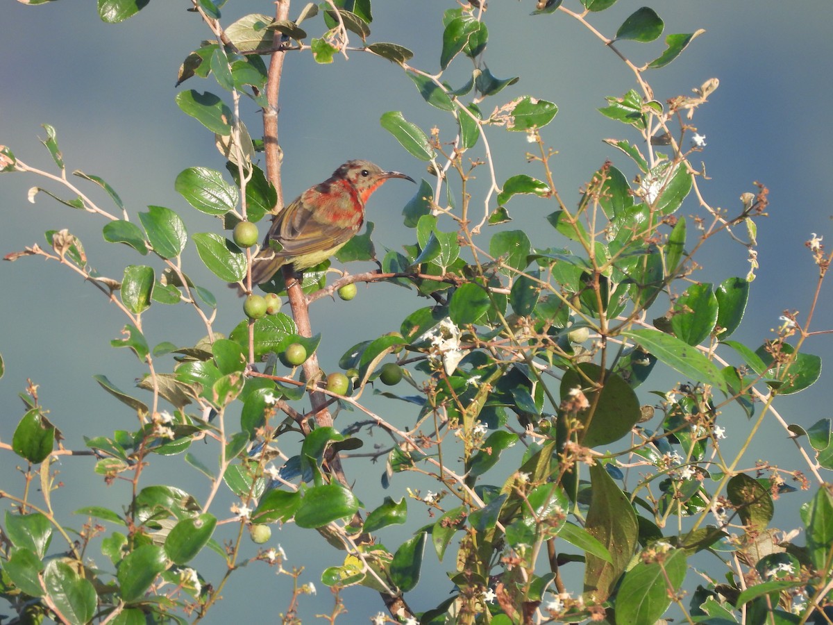 Crimson Sunbird - ML645043736