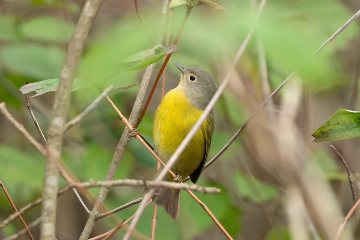 Nashville Warbler - ML645043745