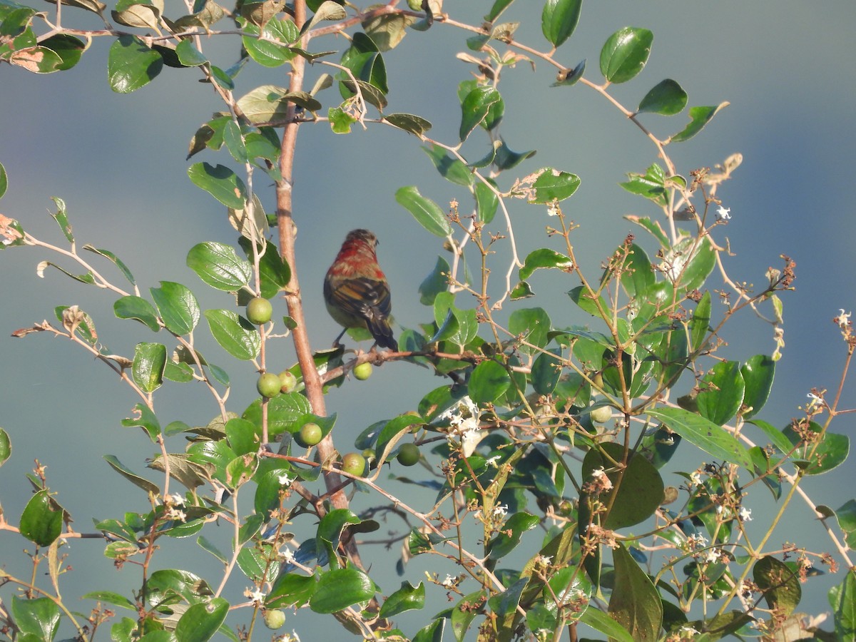 Crimson Sunbird - ML645043747