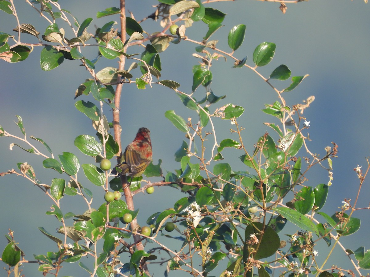 Crimson Sunbird - ML645043748