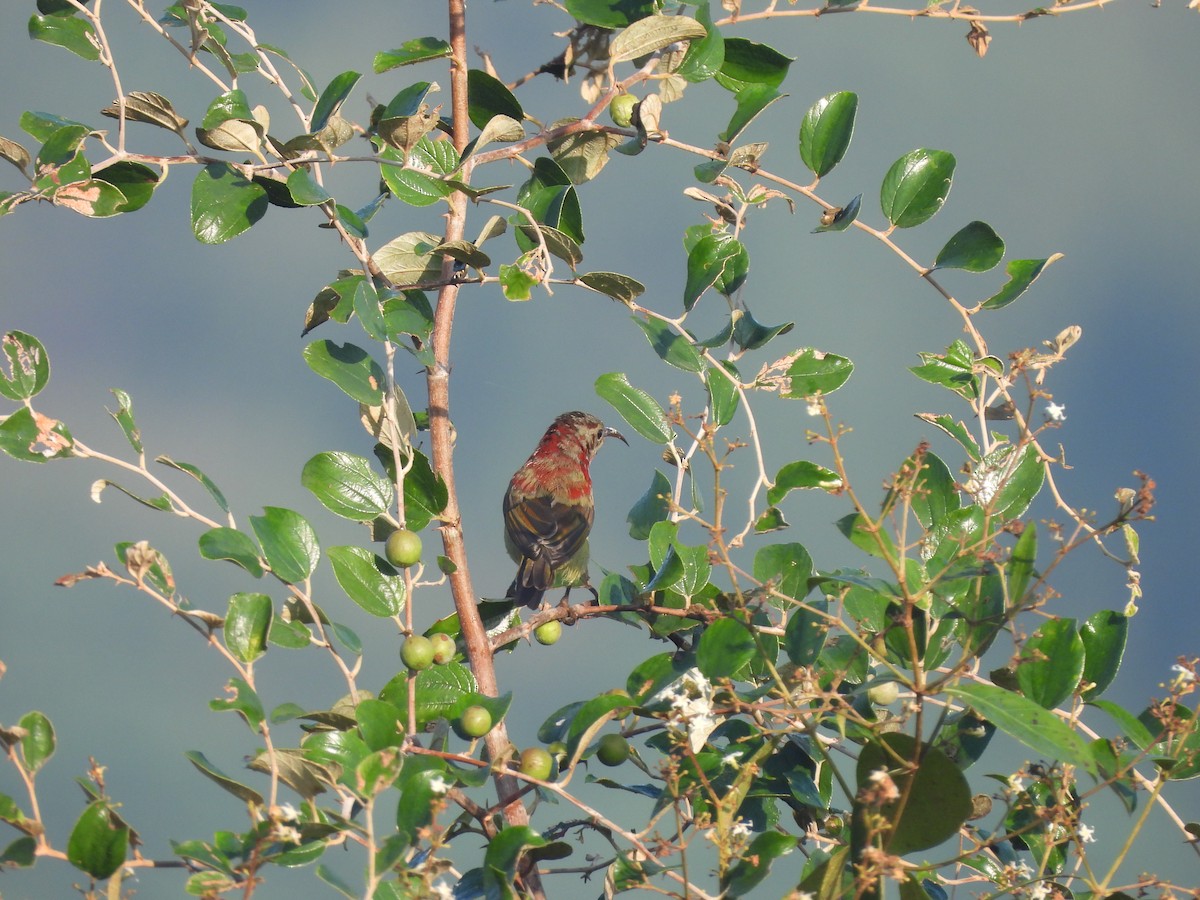 Crimson Sunbird - ML645043749