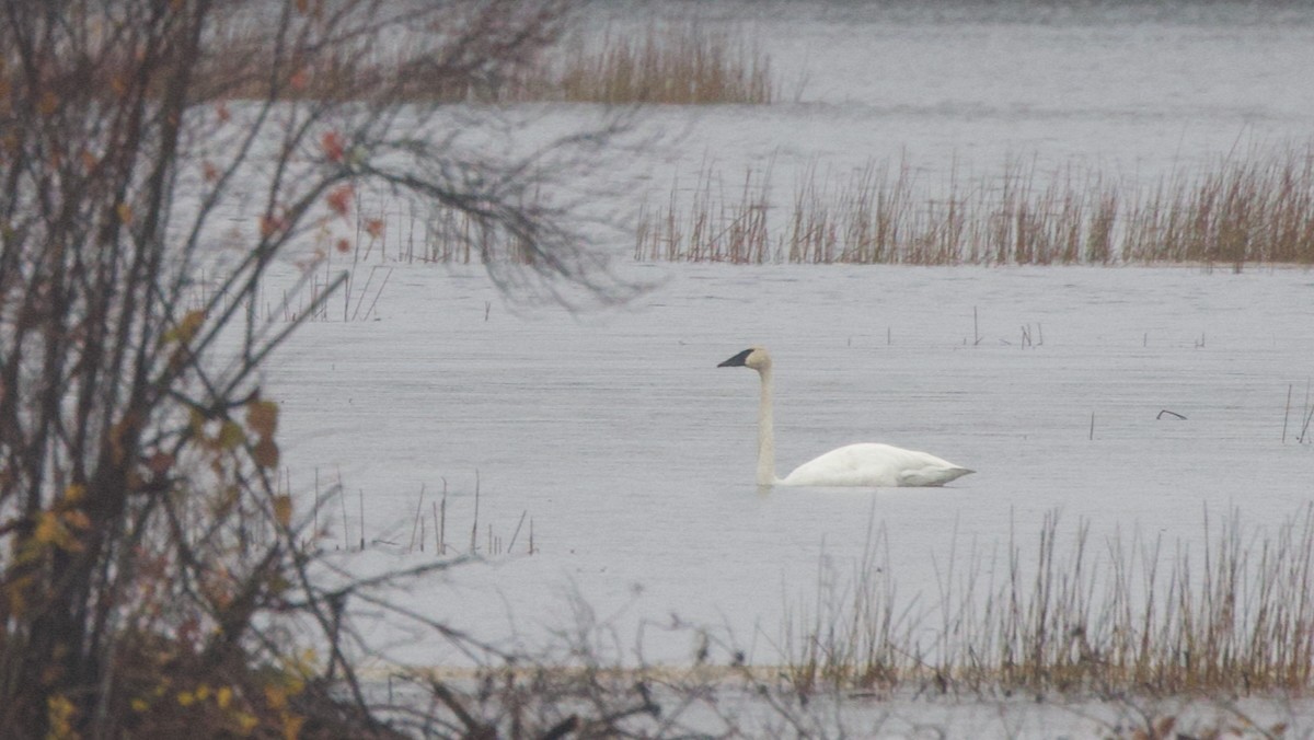Trumpeter Swan - ML645043778