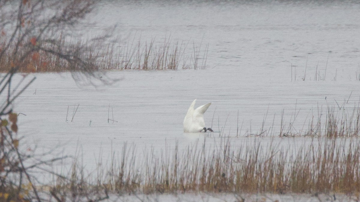 Trumpeter Swan - ML645043779