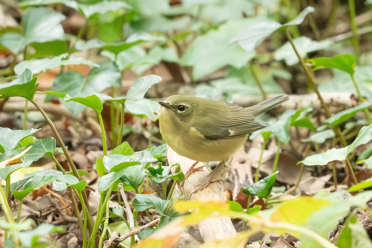 Black-throated Blue Warbler - ML645043794