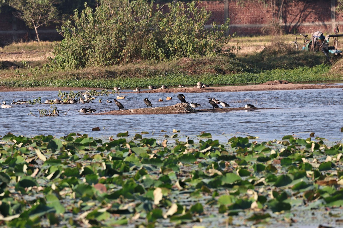 Гуска гірська - ML645043795
