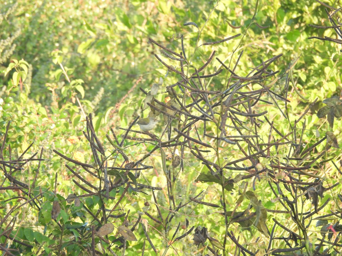 langstjertskredderfugl - ML645043800