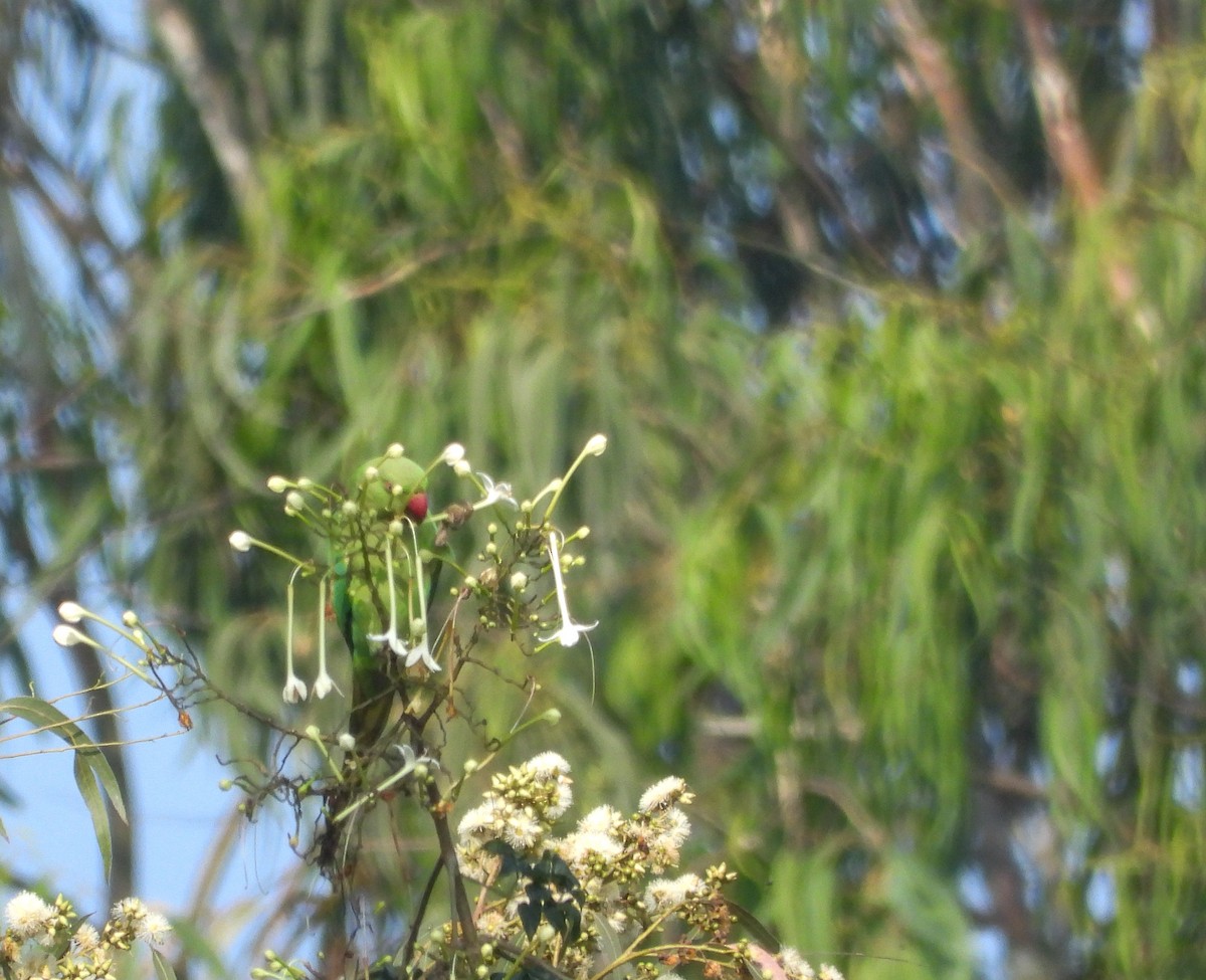 Rose-ringed Parakeet - ML645043803