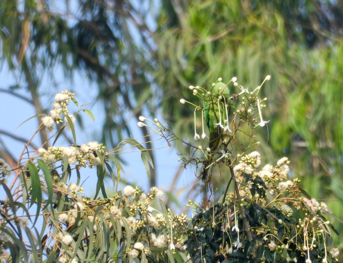 Rose-ringed Parakeet - ML645043804