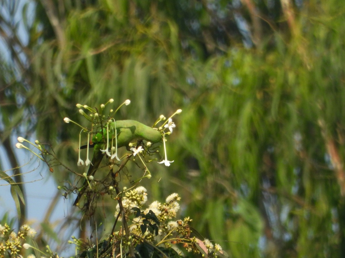 Rose-ringed Parakeet - ML645043805