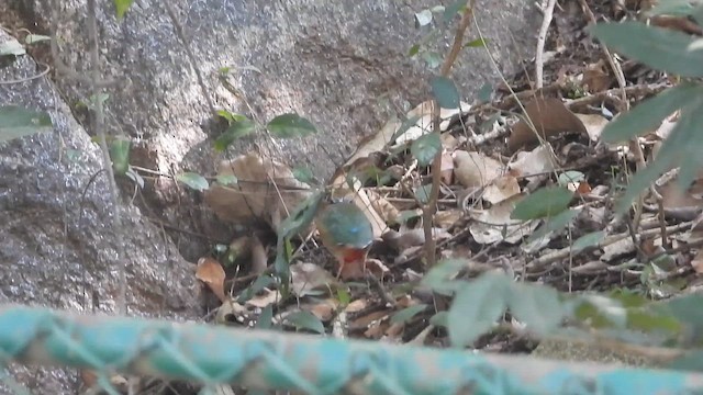 Hint Pittası - ML645043811