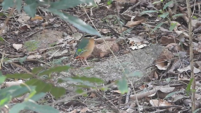 Hint Pittası - ML645043812