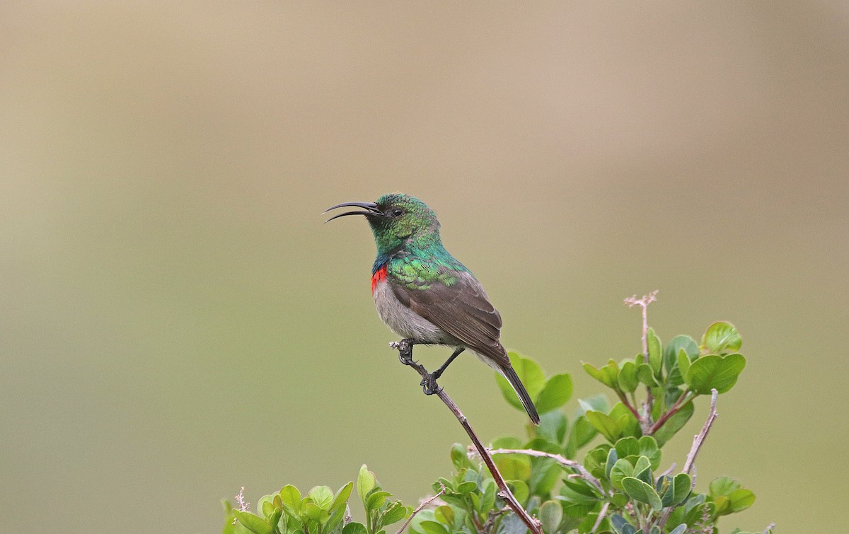 Southern Double-collared Sunbird - ML645043817