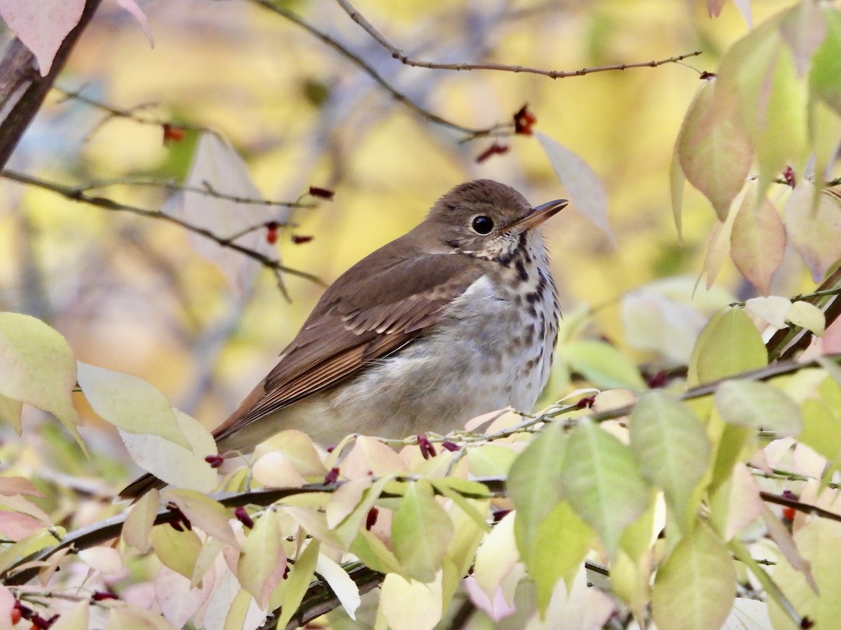 Hermit Thrush - ML645043858