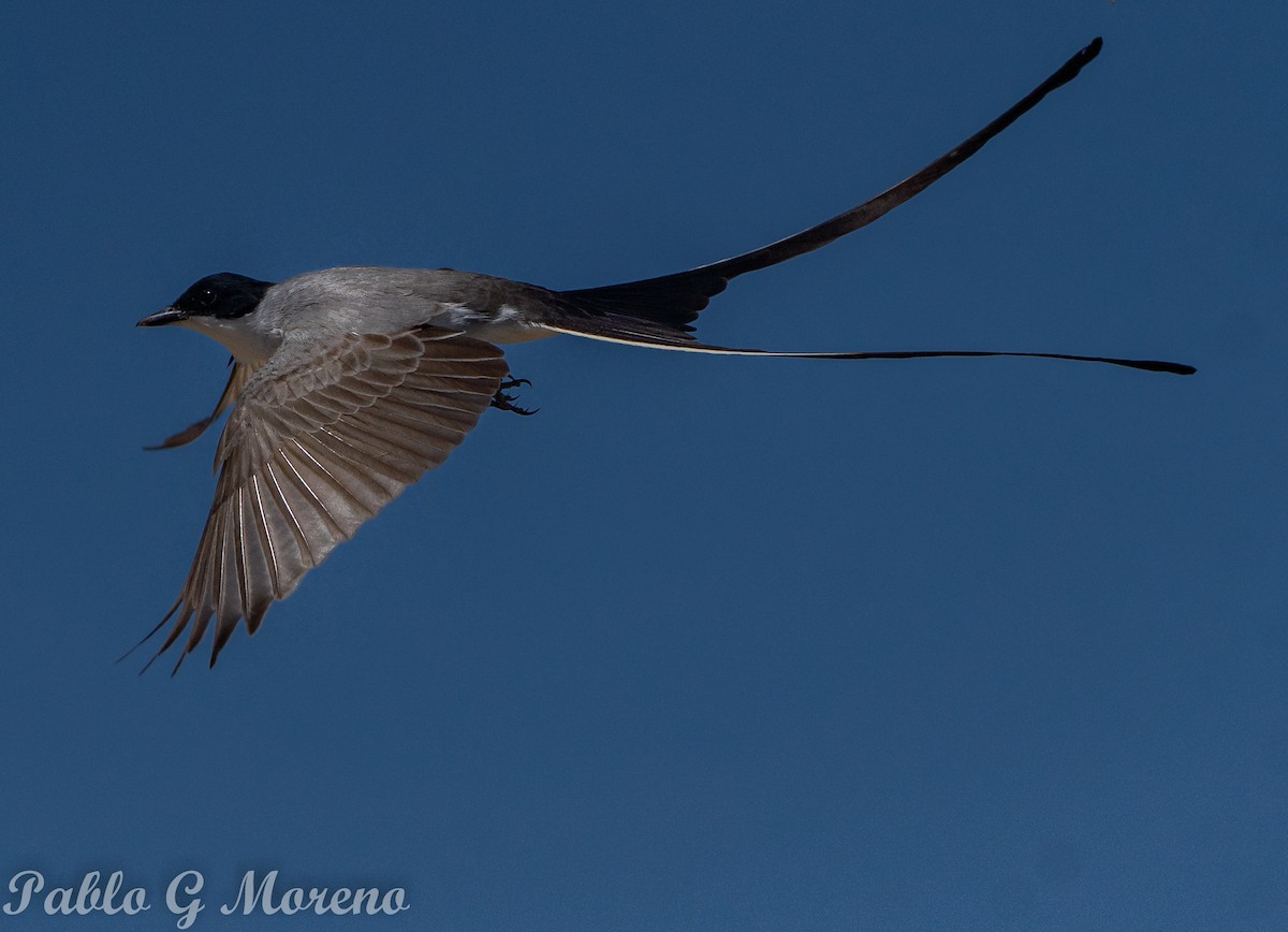 Fork-tailed Flycatcher - ML645043870