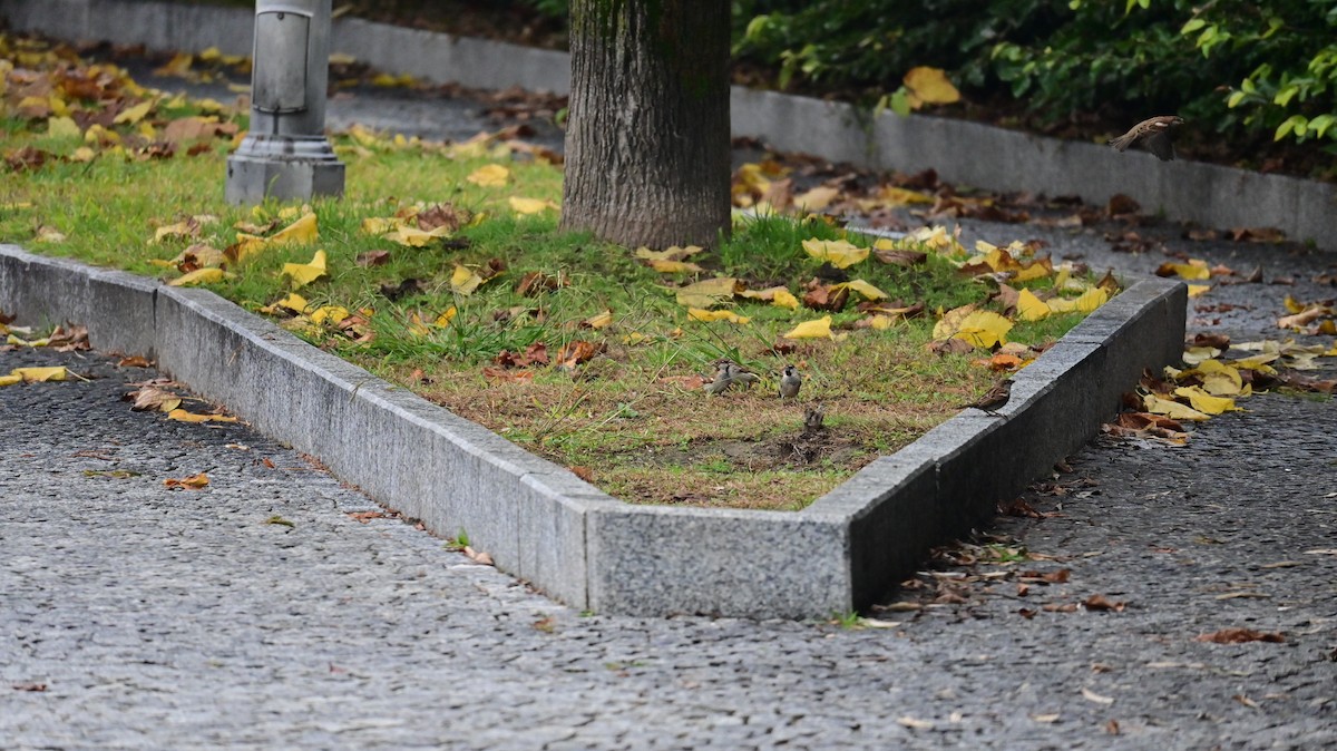 Italian Sparrow - ML645043873