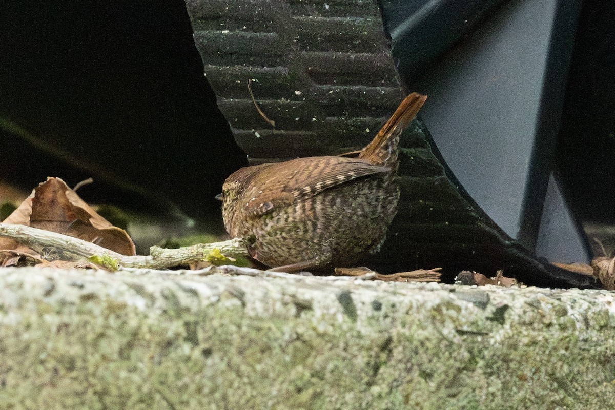 Winter Wren - ML645043875