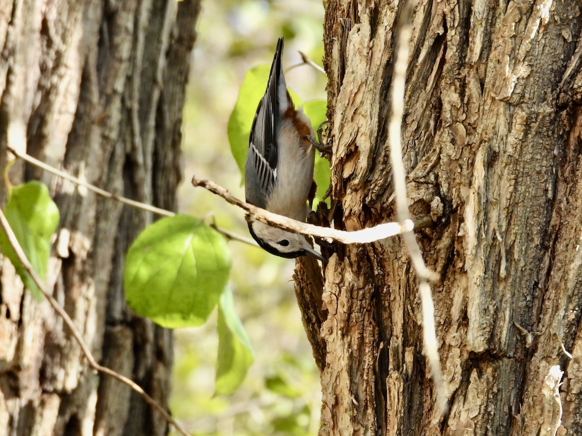 White-breasted Nuthatch - ML645043913