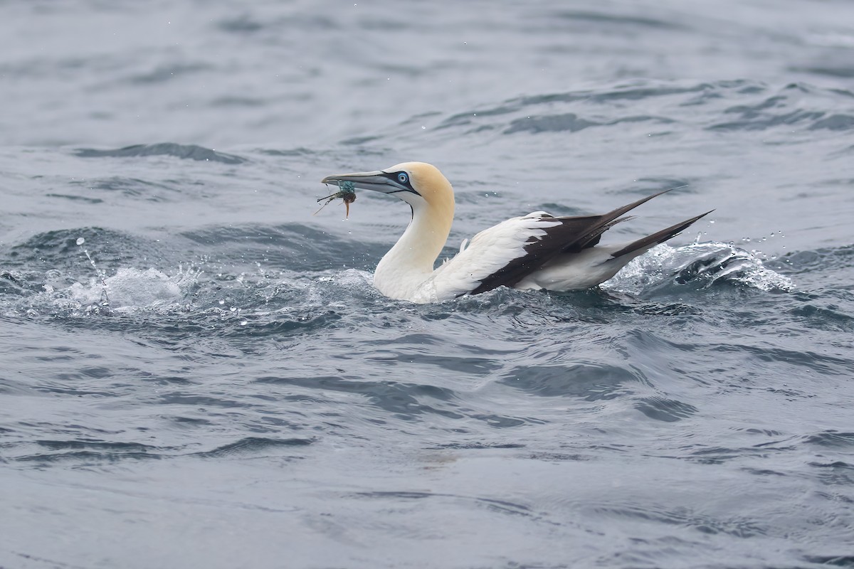 Cape Gannet - ML645043919