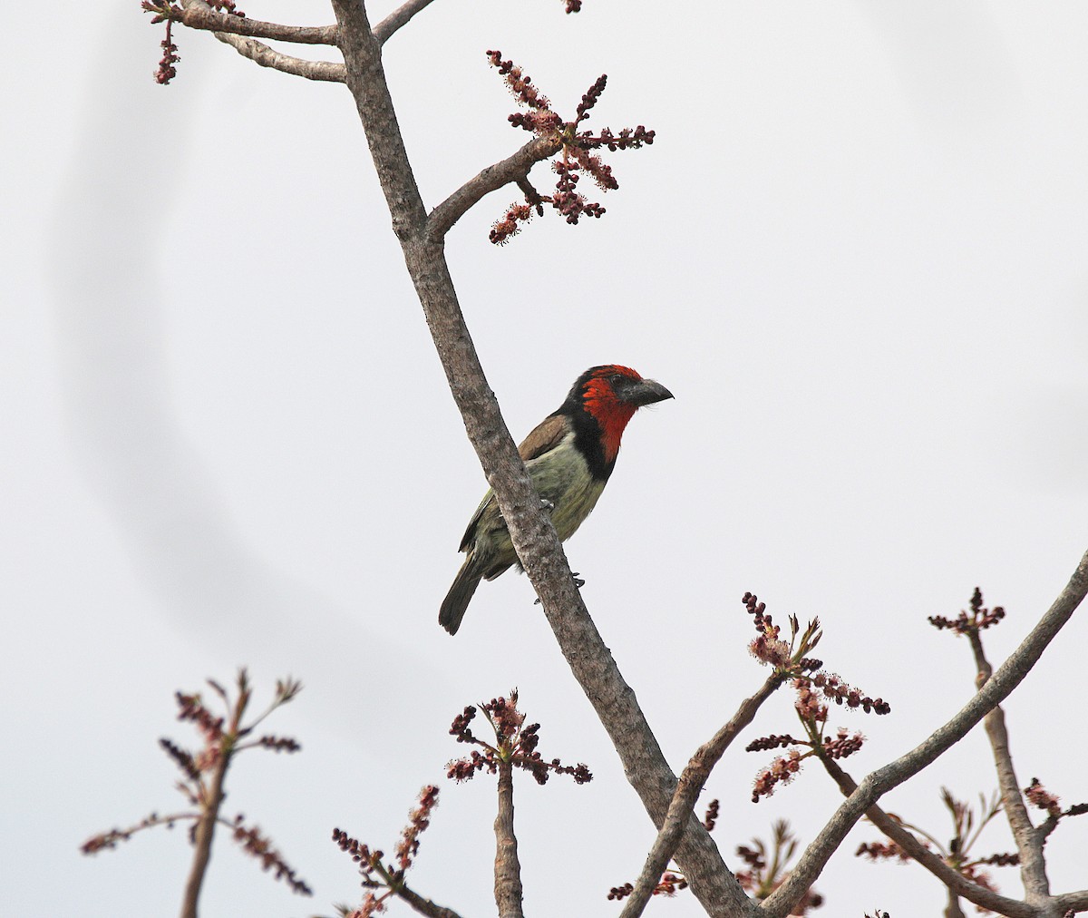 Лібія чорношия - ML645043936