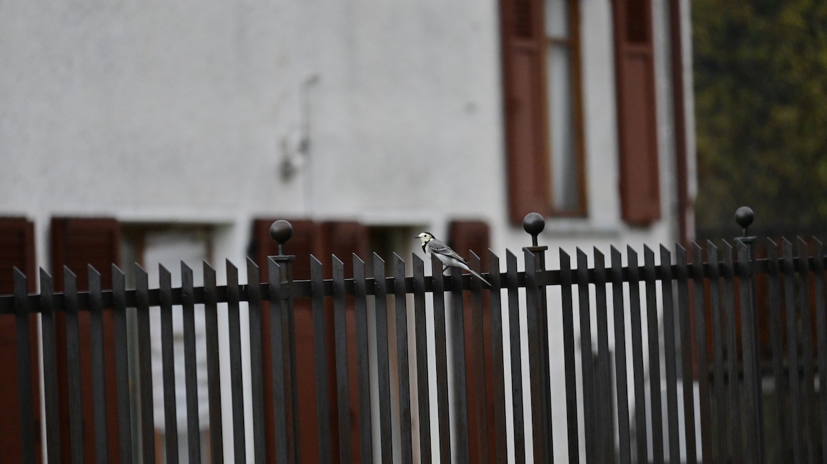 Bergeronnette grise - ML645043960