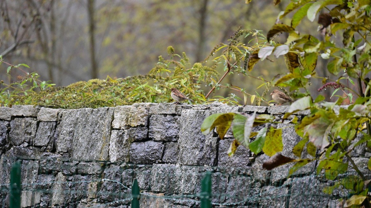 Italian Sparrow - ML645043967