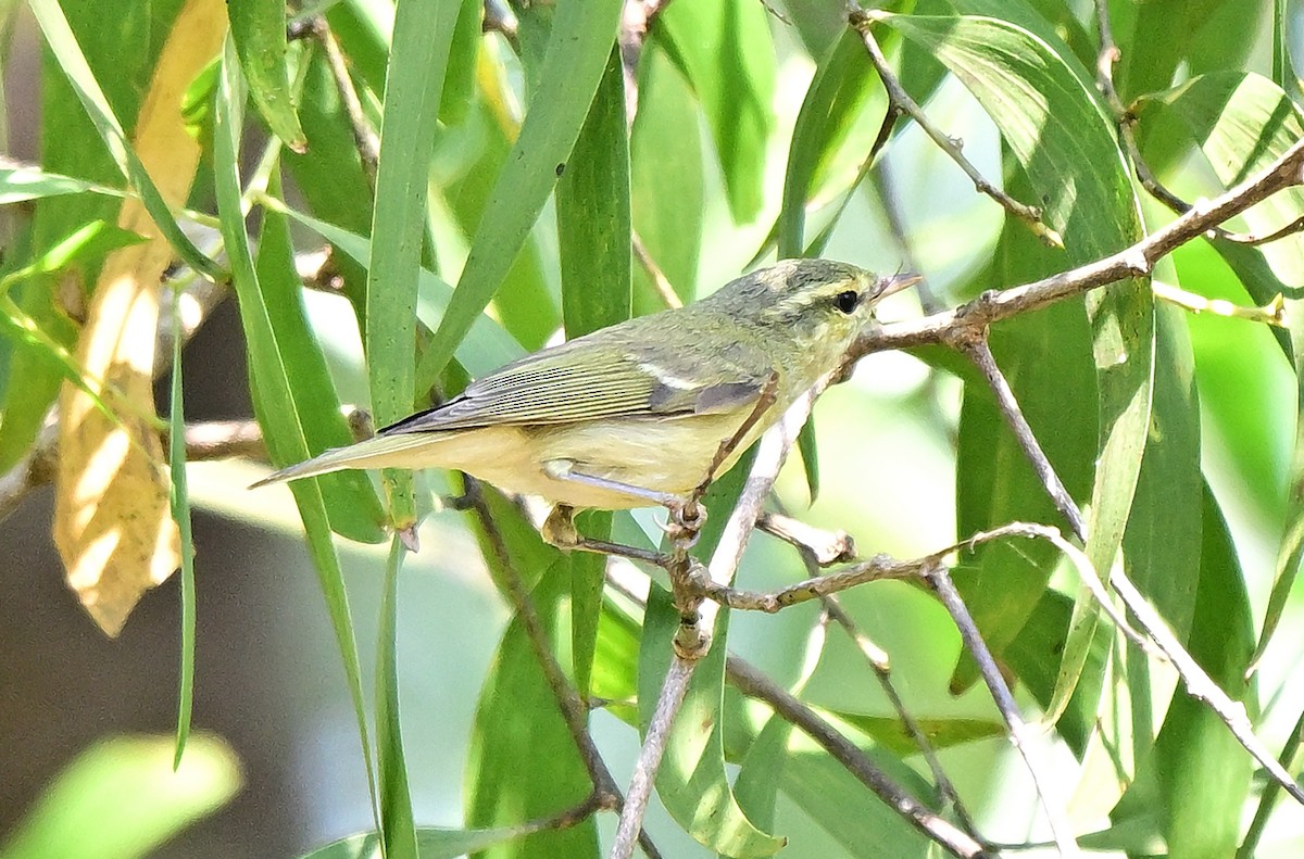 Green Warbler - ML645043974