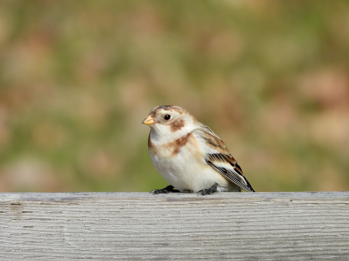Snow Bunting - ML645043982