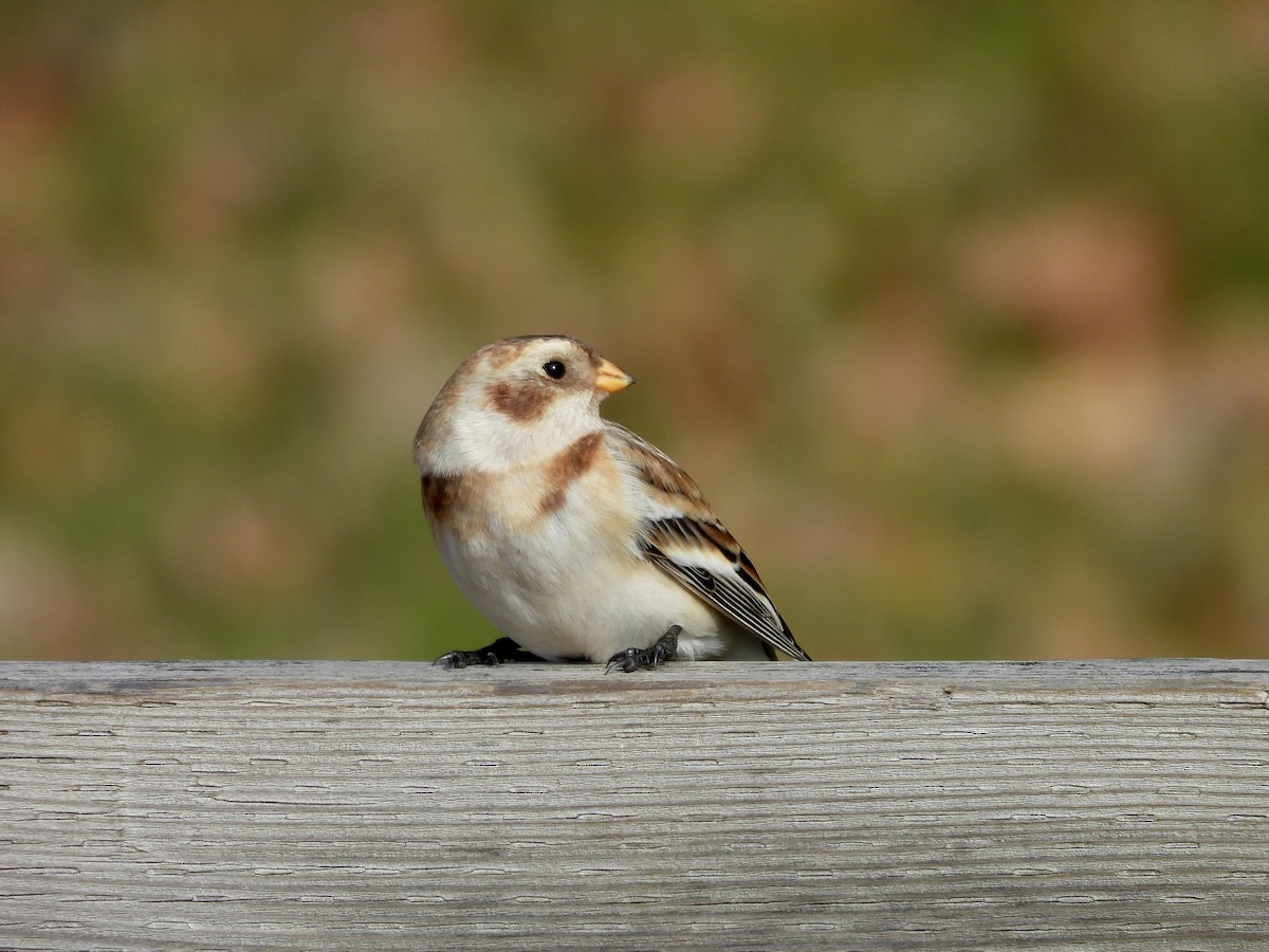 Snow Bunting - ML645043983