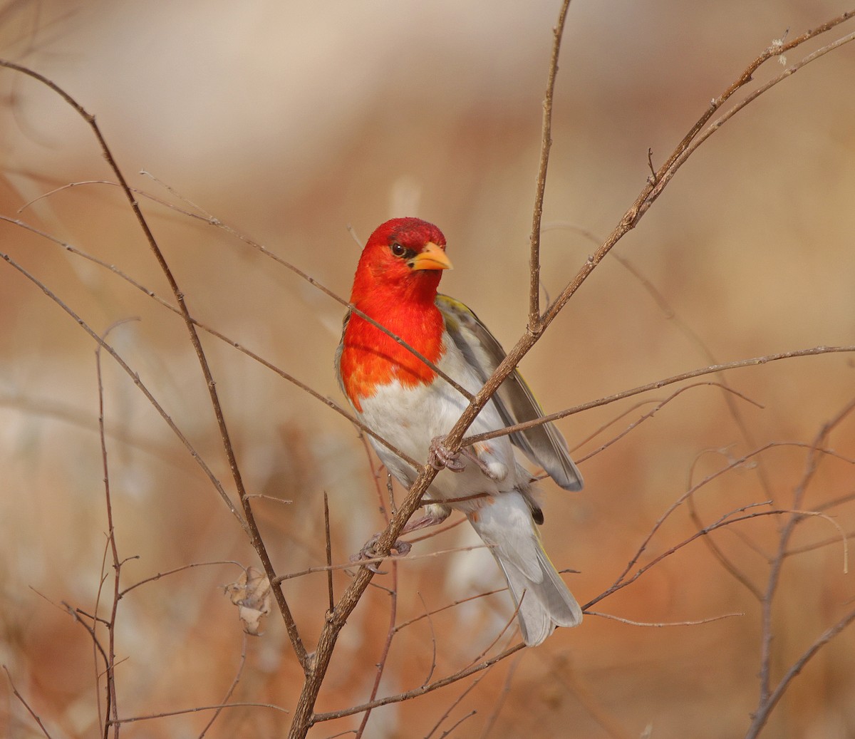 Anaplecte écarlate - ML645043984