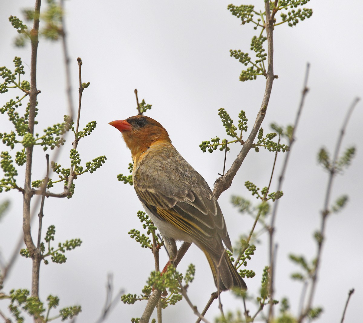 Anaplecte écarlate - ML645043985