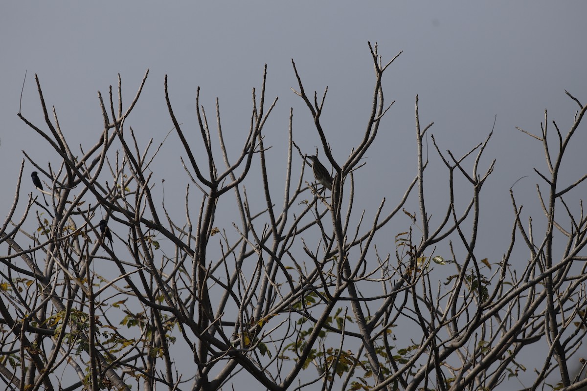 Indian Pond-Heron - ML645043986