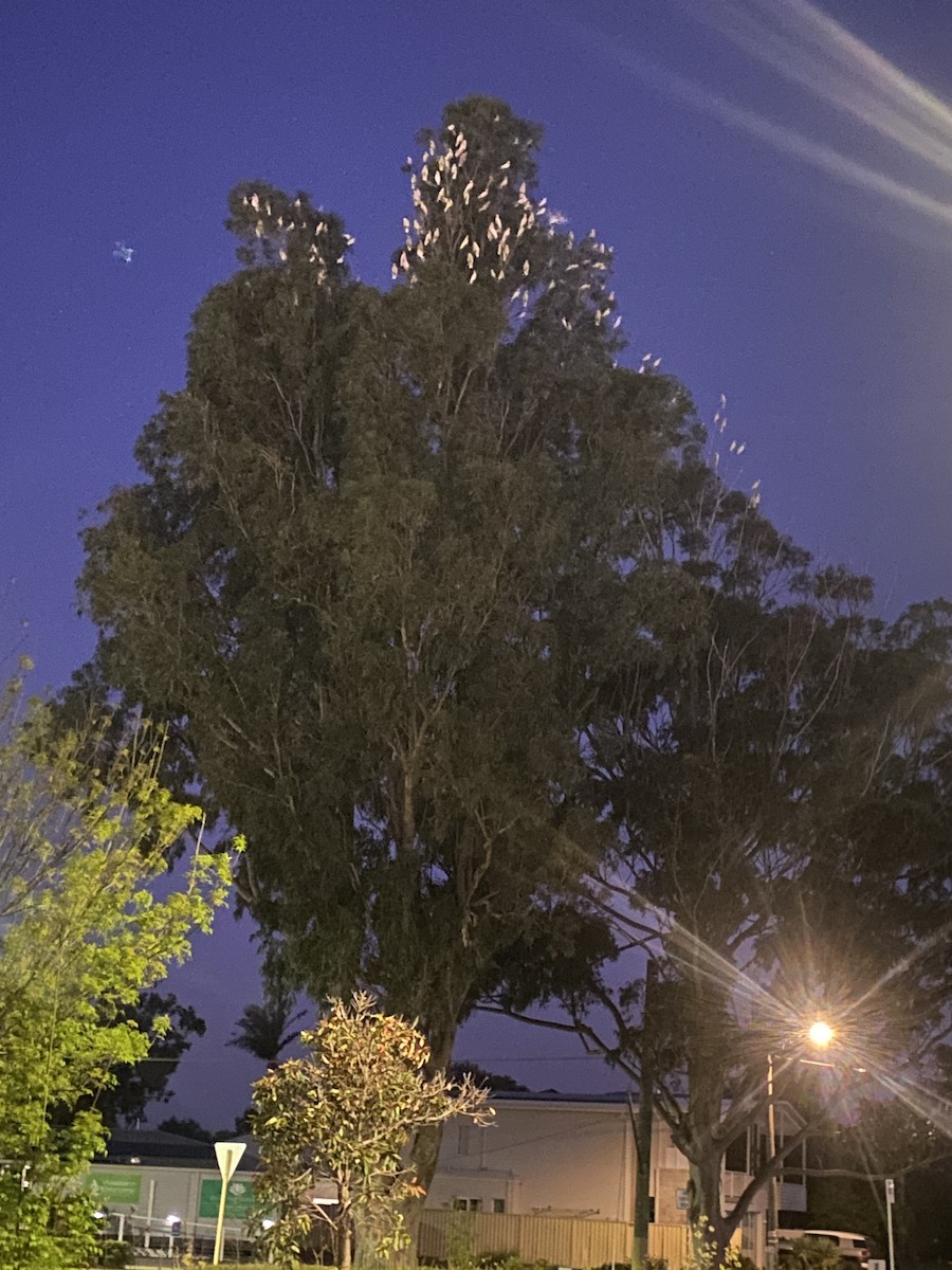 Little Corella - ML645043996