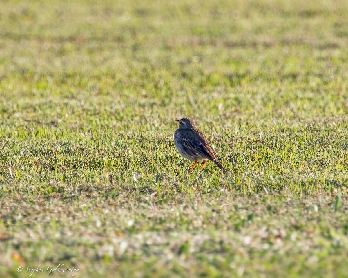 Australian Pipit - ML645043999