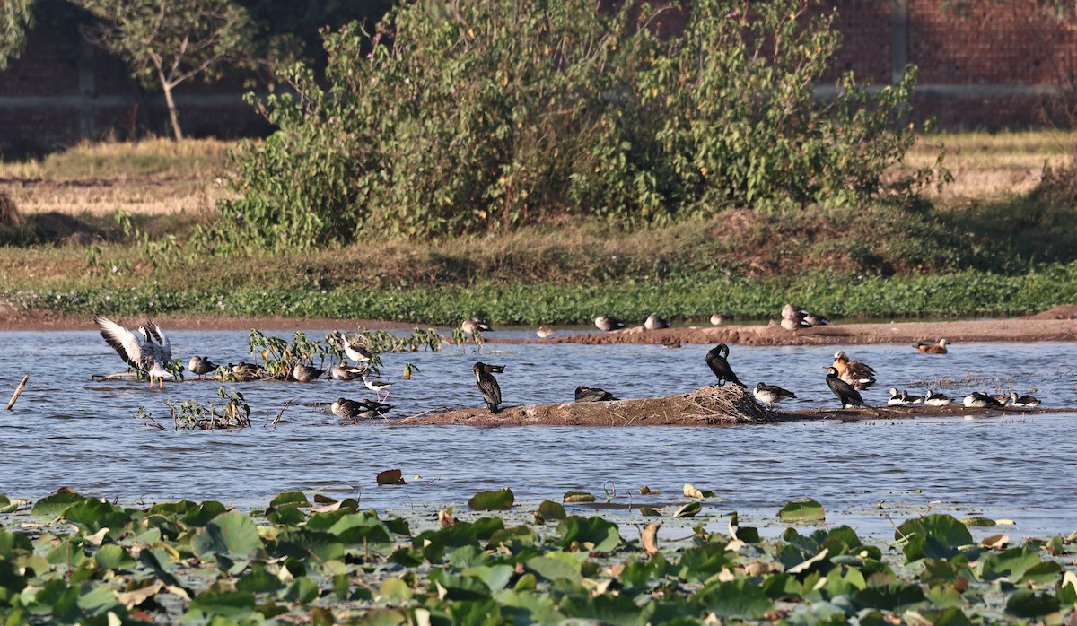 Гуска гірська - ML645044001