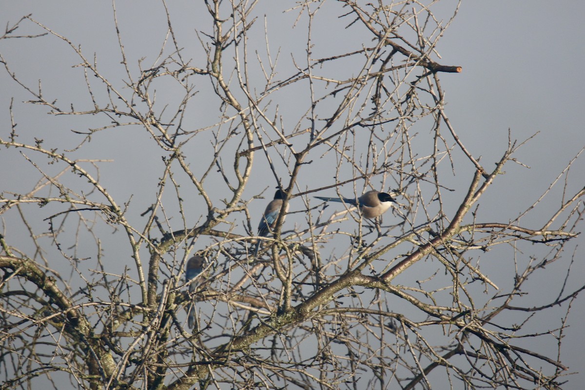 イベリアオナガ - ML645044015