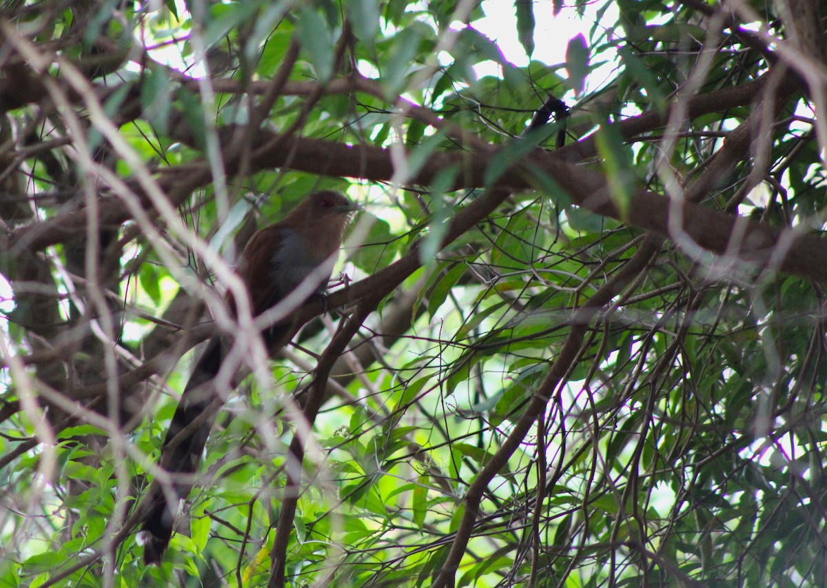 Common Squirrel-Cuckoo - ML645044016