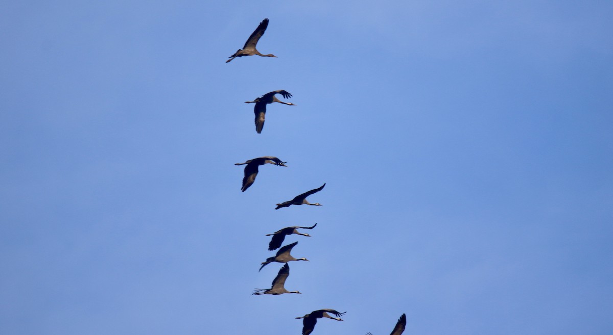 灰鶴 - ML645044021